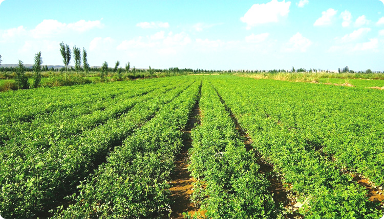 企業(yè)優(yōu)勢(shì)